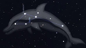 DELFIN (Delphinus) :: Lelekmozaik